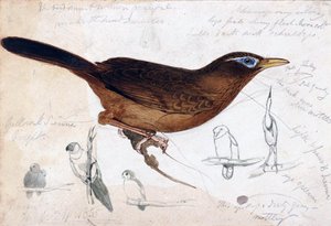 Brown Bird by Edward Lear